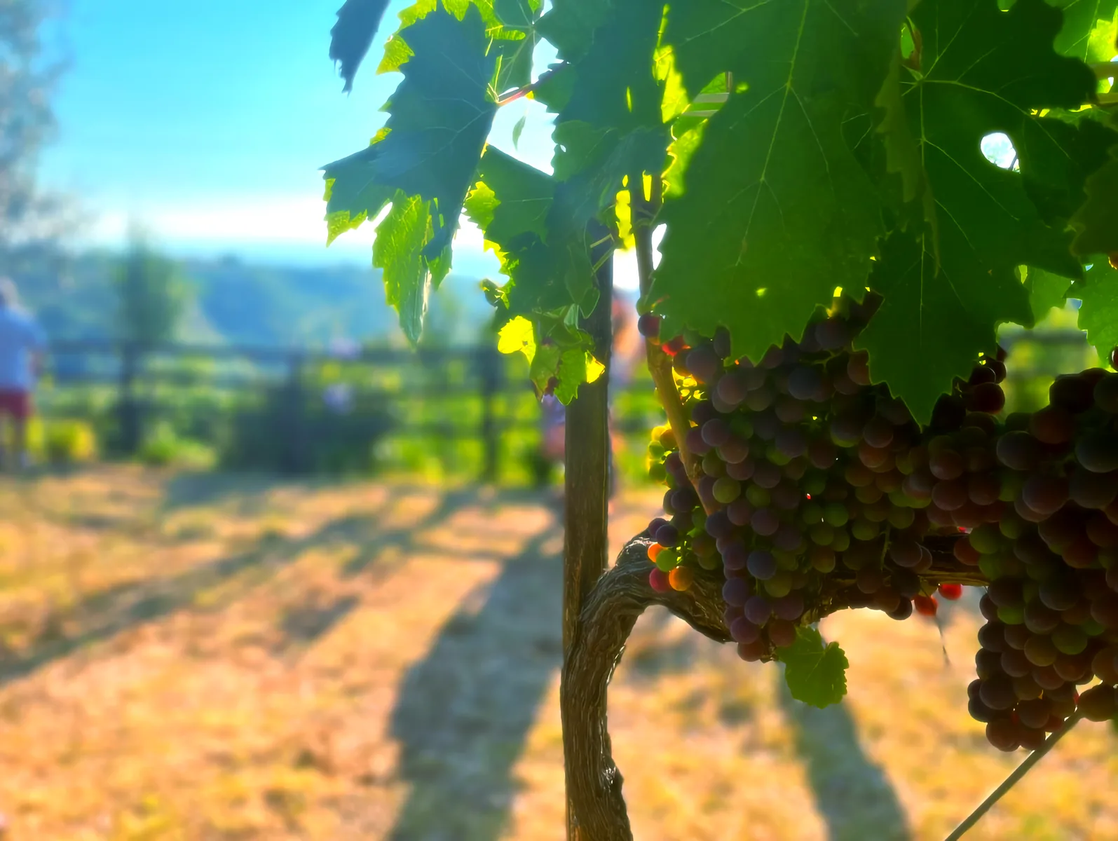 Calabrian vineyard at golden hour, grape clusters catching the afternoon sun